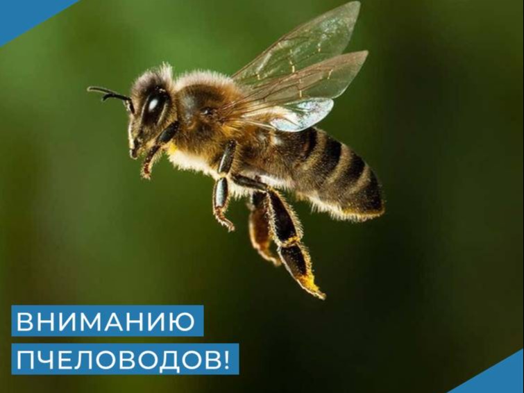 Информация для пчеловодов.